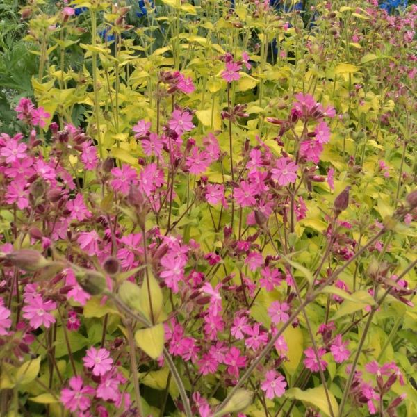 Изображение Смолка (Силена) двудомная  - Silene dioica