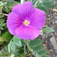 Зображення Моркілія мексиканська