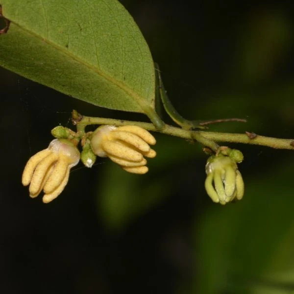 Изображение цветы