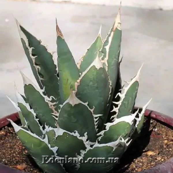 Зображення Агава Отеро  - Agave oteroi