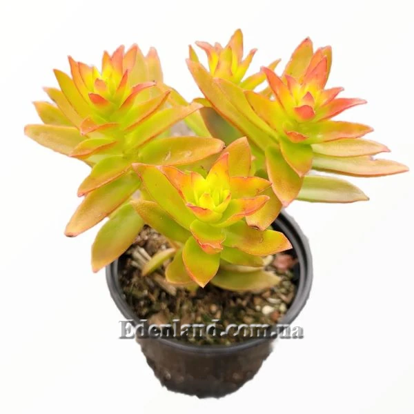 Изображение Крассула головчатая (костер) - Crassula capitella subsp. campfire