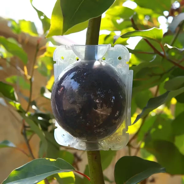 Зображення Контейнер для укорінення рослин прозорий