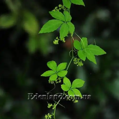 Изображение Гиностемма пятилистная - Gynostemma pentaphyllum