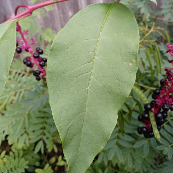 Изображение Фитолакка американская  - Phytolacca americana