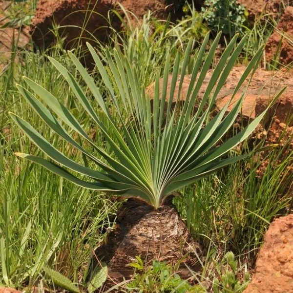 Изображение Боофона двухрядная  - Boophone disticha