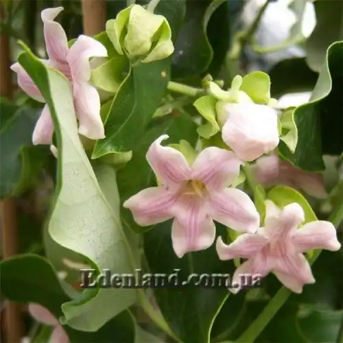 Изображение Арауджия вишнеплодная - Araujia sericifera