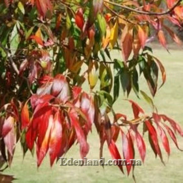 Зображення осіннє листя