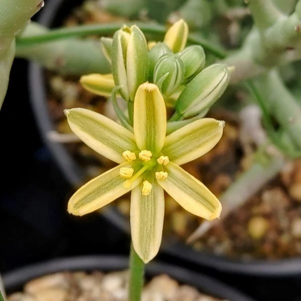 Изображение Койлонокс железистый  - Coilonox glandulosum