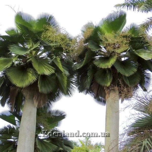 Зображення Коперниція Бейлі - Copernicia baileyana