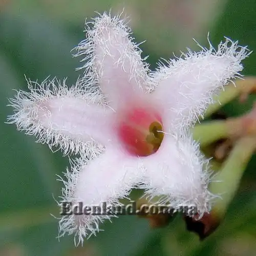 Изображение Цинхона пушистая - Cinchona pubescens