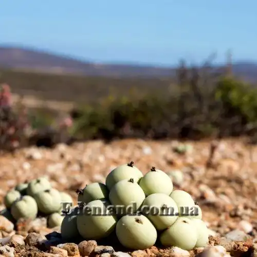Изображение Конофитум галечный - Conophytum calculus