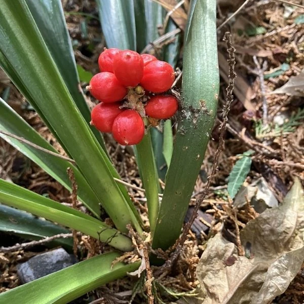 Зображення плоди