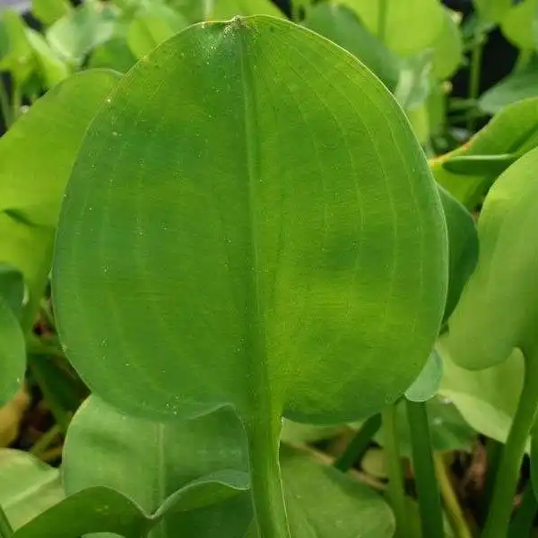 Зображення лист