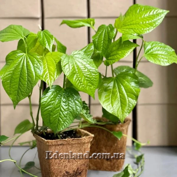 Зображення Перець гілчастий  - Piper sarmentosum