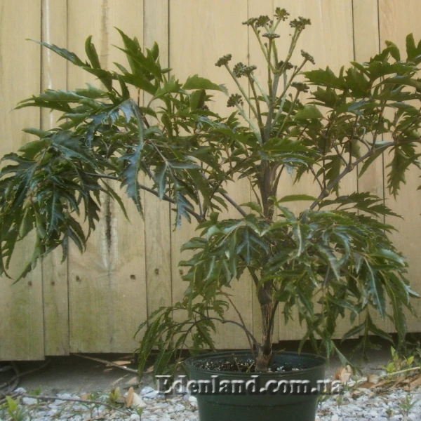 Зображення Полісціас чагарниковий - Polyscias fruticosa