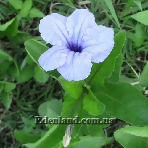 Изображение Руэллия клубненосная - Ruellia tuberosa