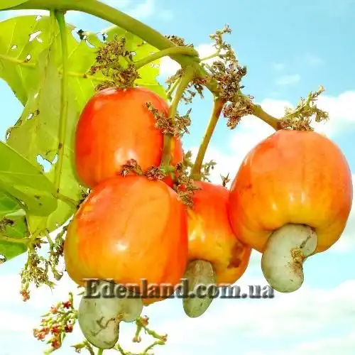 Анакардиум западный, Кешью - Anacardium occidentale