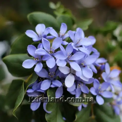 Изображение Гваякум лекарственный - Guaiacum officinale