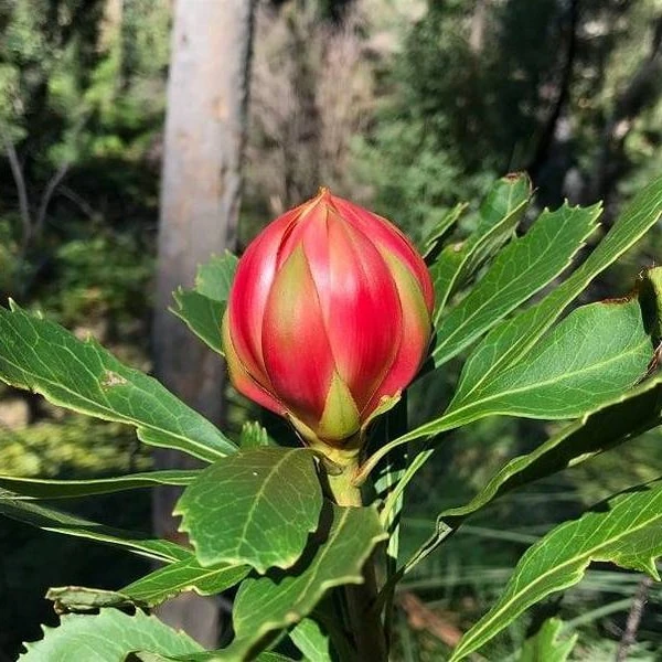Зображення Телопея прекрасна - Telopea speciosissima 