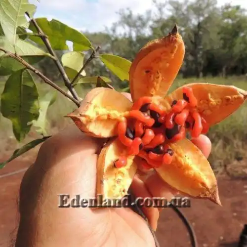 Зображення Ксилотека Крауса - Xylotheca kraussiana 