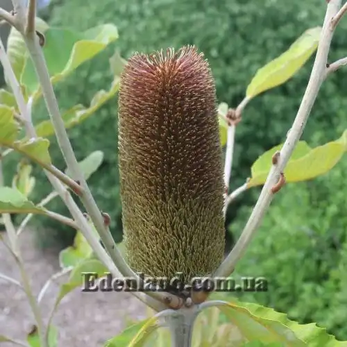 Изображение Банксия мощная - Banksia robur