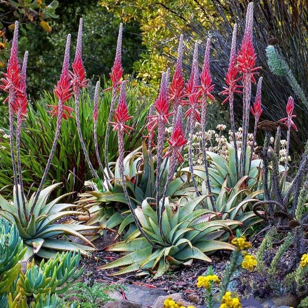 Зображення Алое надлистяне - Aloe suprafoliata 