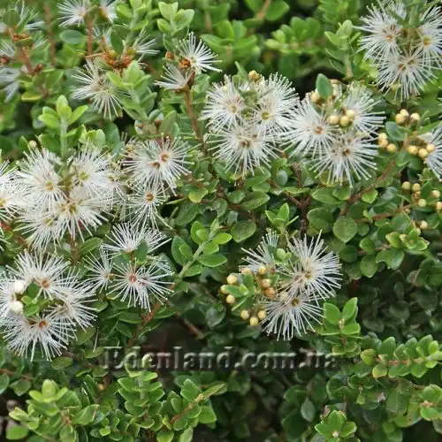 Зображення цветущий куст