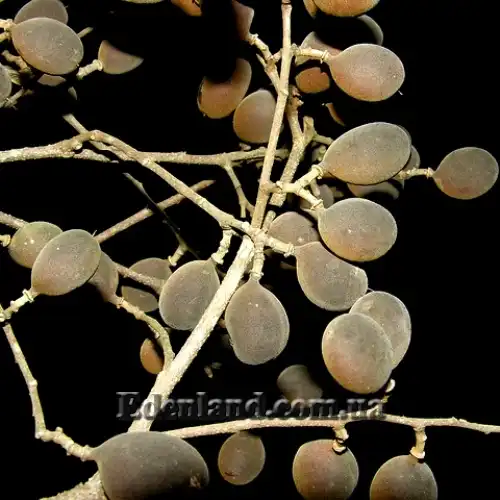 Изображение плоды