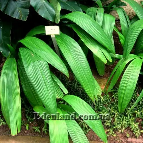 Изображение Куркулиго широколистное - Curculigo latifolia