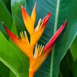 Изображение Геликония попугайная  - Heliconia psittacorum