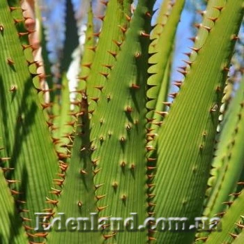 Зображення листя