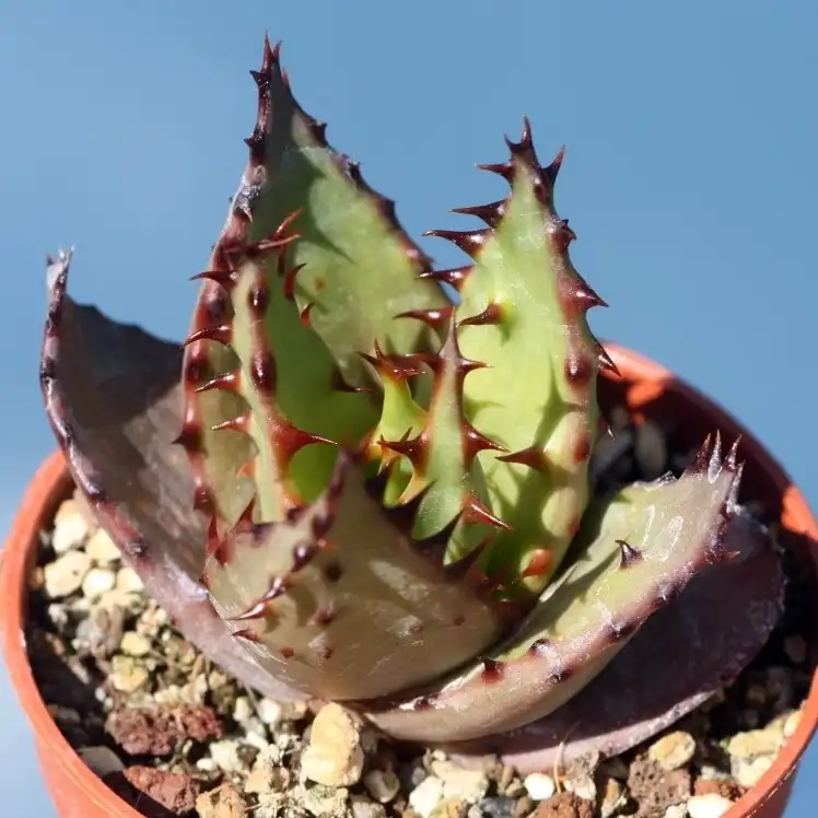 Изображение молодое растение