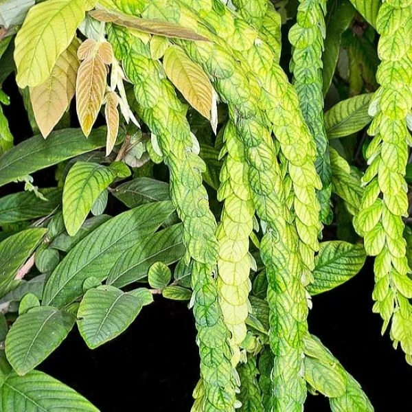 Зображення Філлодій гарний - Phyllodium pulchellum 