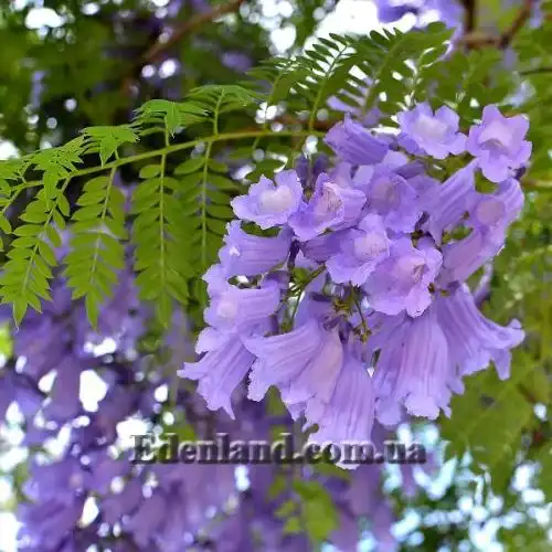 Изображение Жакаранда мимозолистная - Jacaranda mimosifolia