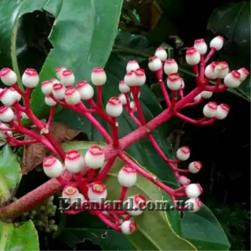 Зображення Медініла білоквіткова - Medinilla albiflora