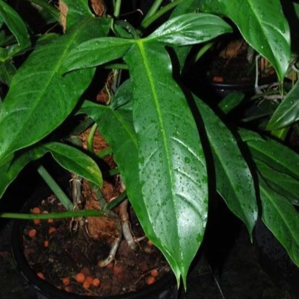 Изображение Филодендрон узколопастный   - Philodendron angustilobum
