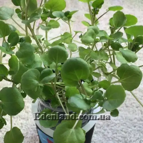 Изображение Настурция лекарственная - Nasturtium officinale