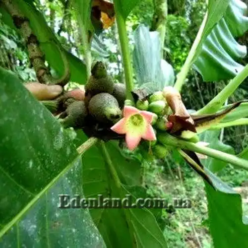 Изображение цветок и плоды