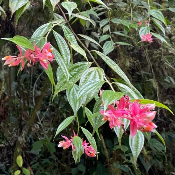 Зображення Кавендішія кереме  - Cavendishia quereme 