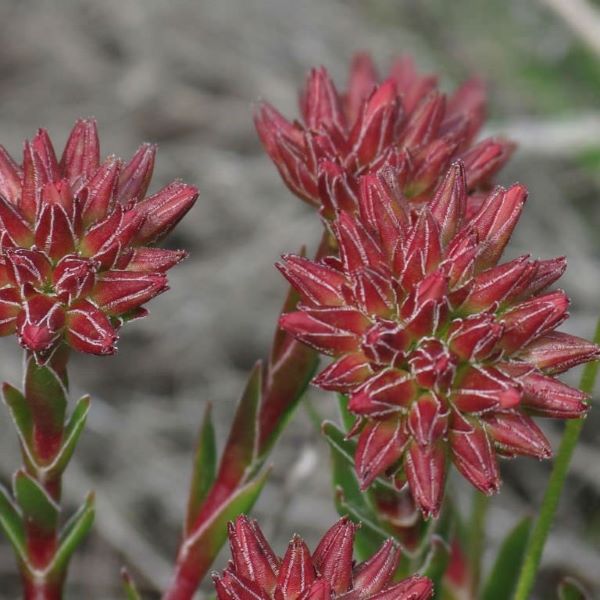 Зображення Крассула пучкувата - Crassula fascicularis  