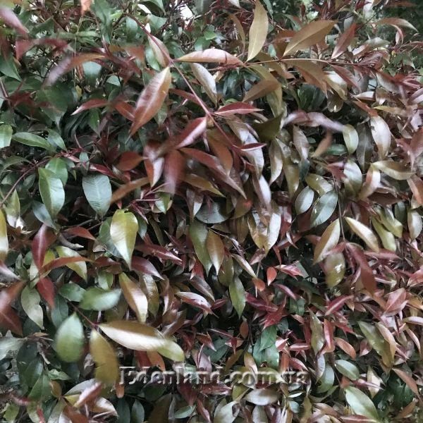 Изображение окраска молодых листьев