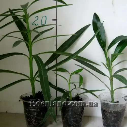 Изображение саженцы в продаже.