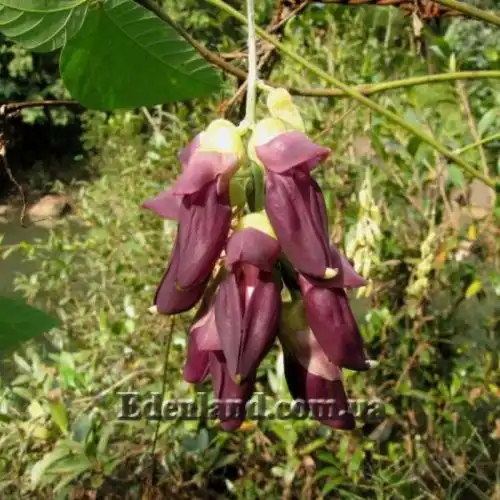 Изображение Мукуна жгучая - Mucuna pruriens