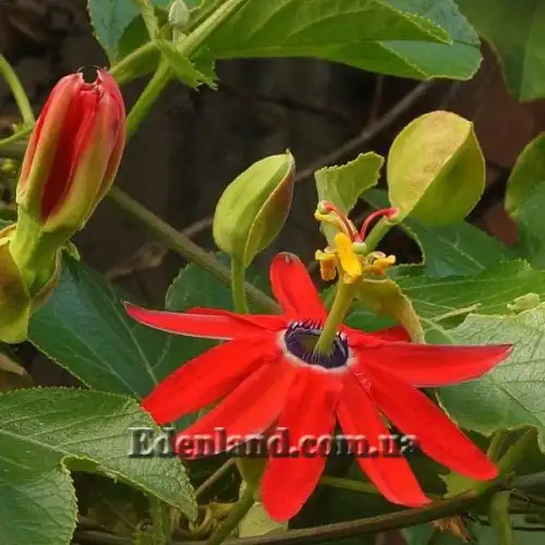 Зображення Пасифлора рукавчаста - Passiflora manicata