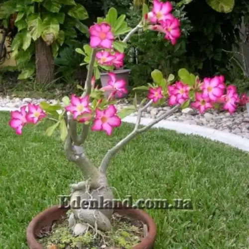 Изображение Адениум тучный - Adenium obesum var. obesum