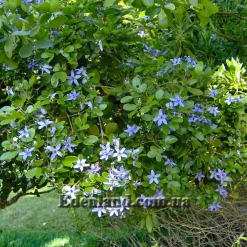 Изображение Гваякум лекарственный - Guaiacum officinale