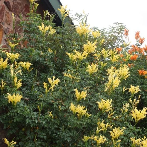 Изображение Текомария капская  - Tecomaria capensis