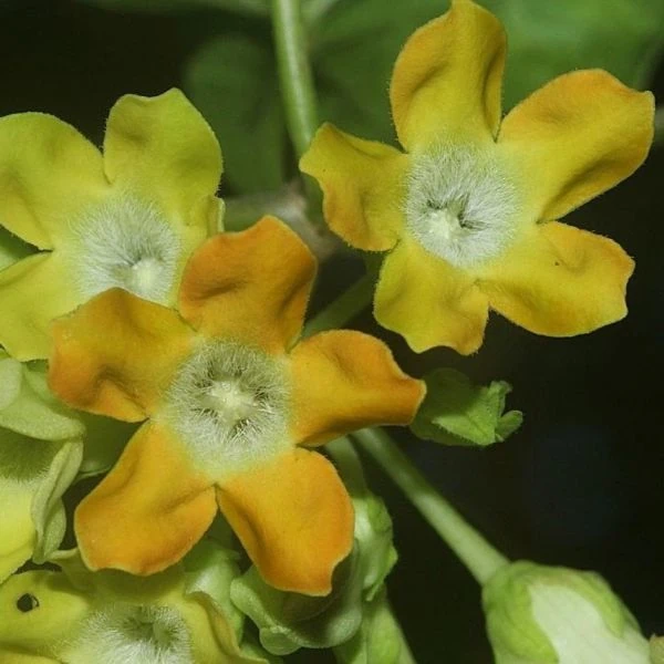 Изображение Телосма сердцевидная  - Telosma cordata