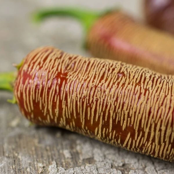 Зображення Перець Режа Македонський - Rezha Macedonian 