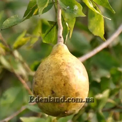 Изображение спелый плод